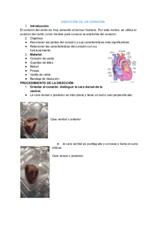 DISECCION-DE-UN-CORAZON.pdf