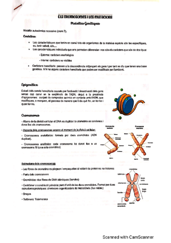 cromosomas-y-mutaciones.pdf