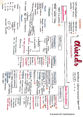 Glucidos-lipidos-y-proteinas-.pdf