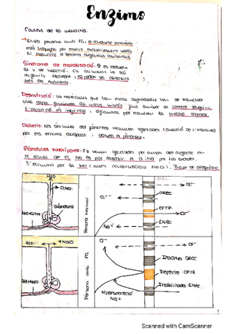 Enzimas-i-organulos-.pdf