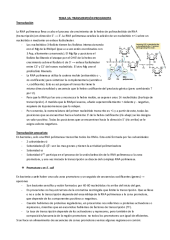 T3-TRANSCRIPCION-PROCARIOTA-Y-EUCARIOTA.pdf