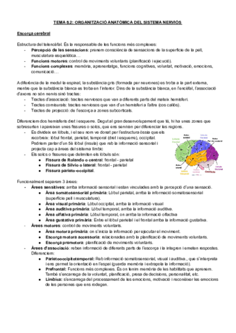 ORGANITZACIO-ANATOMICA-DEL-SN-I-SISTEMA-SENSORIAL.pdf