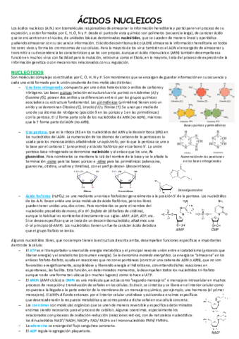 ACIDOS-NUCLEICOS.pdf