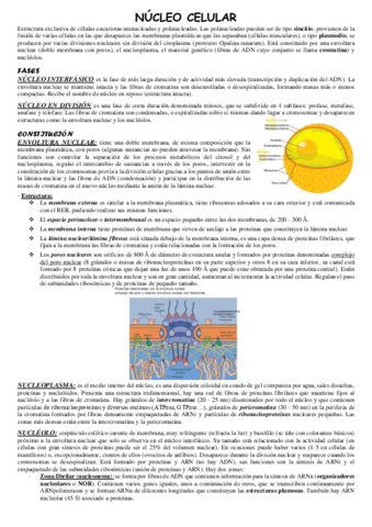Nucleo-celular.pdf