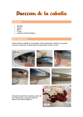 Diseccion-de-la-caballa.pdf