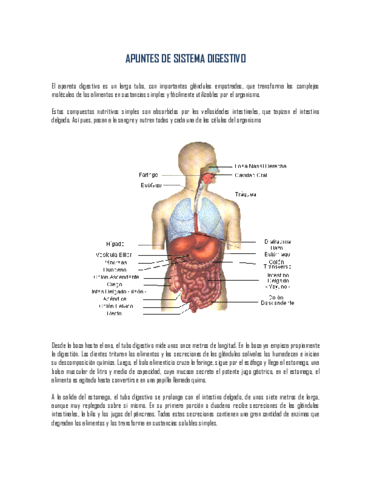 Apuntes-Sistema-Digestivo-.pdf