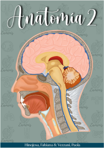 Anatomia-II-Respiratorio-UCM.pdf