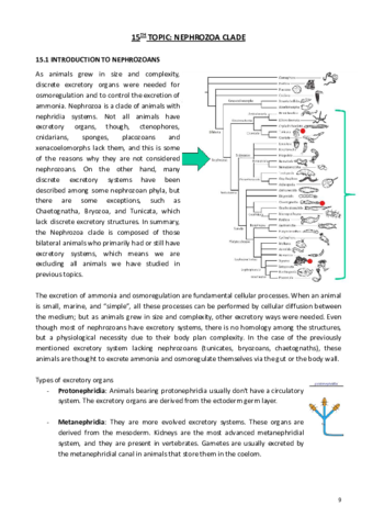 Nephrozoa-clade.pdf
