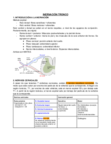 INERVACION-TRONCO.pdf