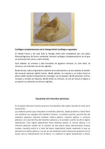 ANATOMIA-I-Huesos-del-miembro-pelviano.pdf