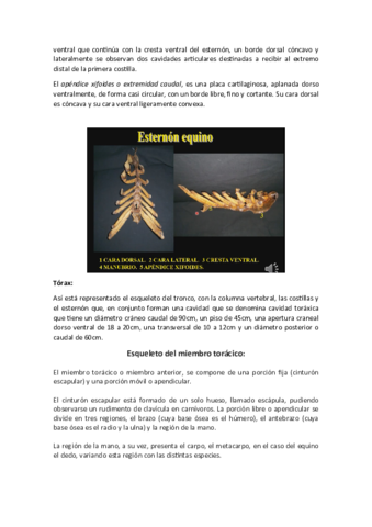 ANATOMIA-I-Huesos-del-miembro-toracico.pdf