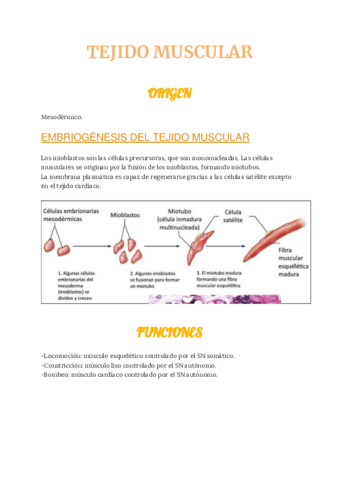 ca-TEJIDO-MUSCULAR1.pdf