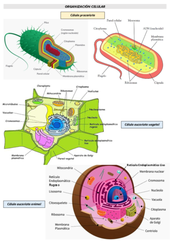 BLOQUE-2-biologia.pdf