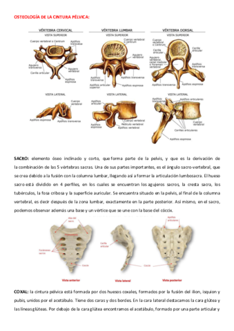 ANATOMIA-AROA.pdf