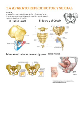 T4-APARATO-REPRODUCTOR-Y-SEXUAL.pdf