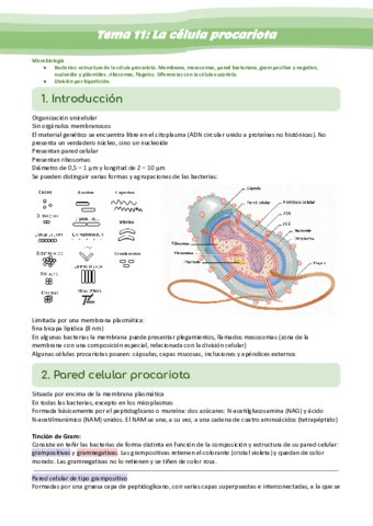 Tema-11-La-celula-procariota.pdf