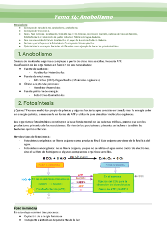 Tema-14-Anabolismo.pdf