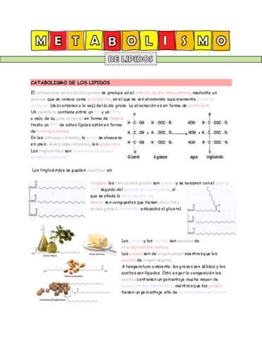 metabolismo-de-lipidos.pdf
