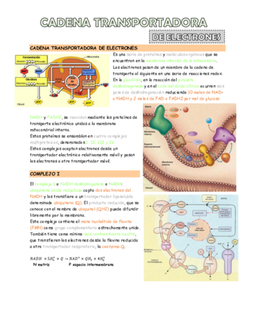 cadena-transportadora-de-electrones.pdf