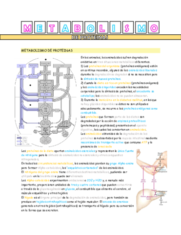 metabolismo-de-proteinas.pdf