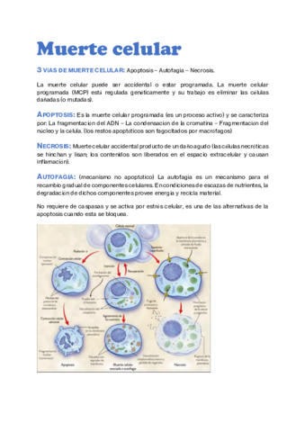 Muerte-celular.pdf