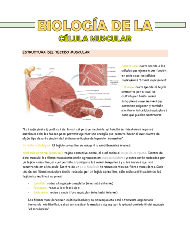 biologia-de-la-celula-muscular.pdf