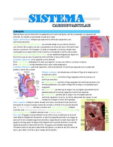 sistema-cardiovascular.pdf