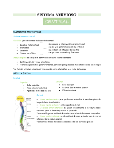 sistema-nervioso-central.pdf