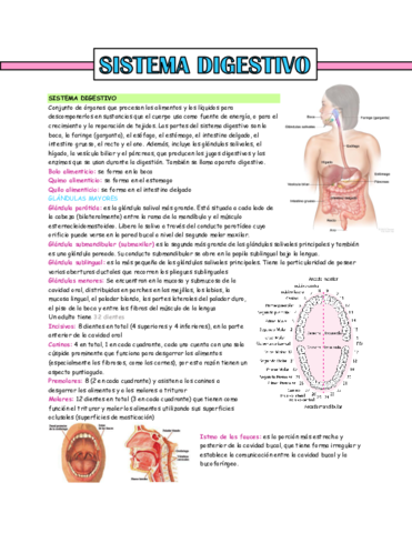 sistema-digestivo.pdf