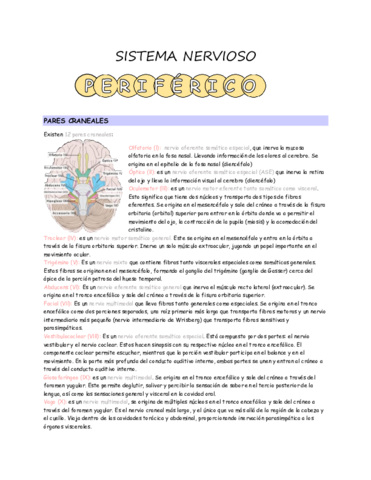 sistema-nervioso-periferico.pdf