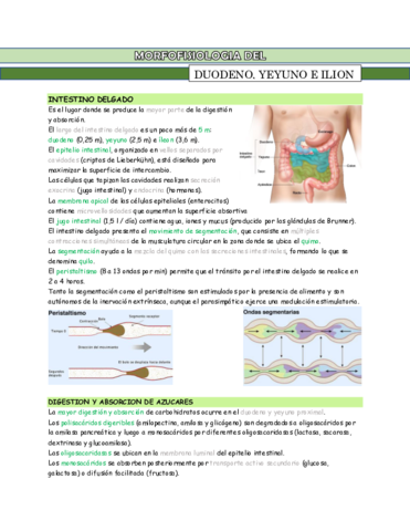 MF-del-duodeno-yeyuno-e-ilion.pdf