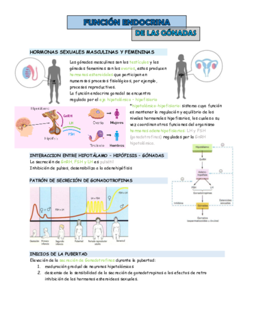 funcion-endocrina-de-las-gonadas.pdf