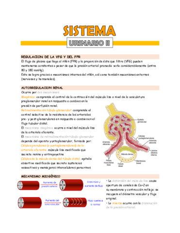 sistema-urinario-2.pdf
