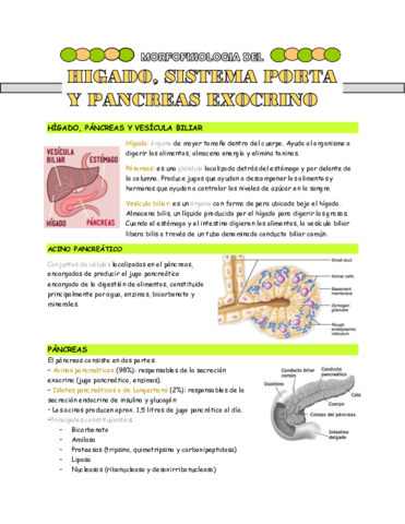 MF-del-higado-sist-porta-y-pancres-exocrino.pdf