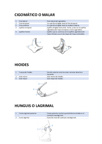 CIGOMATICO-HIOIDES-y-LAGRIMAL.pdf