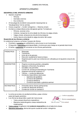 URINARIO-Y-GENITAL.pdf