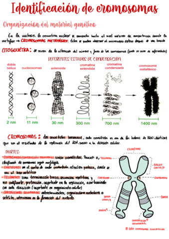 apuntes-2o-trimestre.pdf