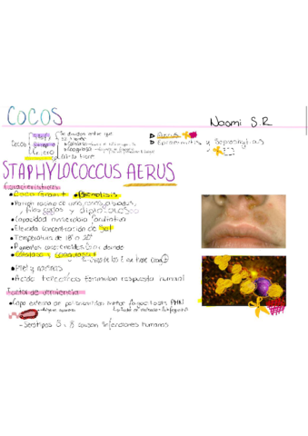 Estaphyloccocus-.pdf