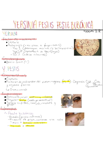 Yersinia-Pestis-.pdf