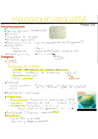 Pseudomonas-Aeroginosa.pdf