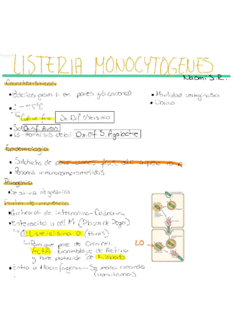 Treponema-Pallidum-.pdf