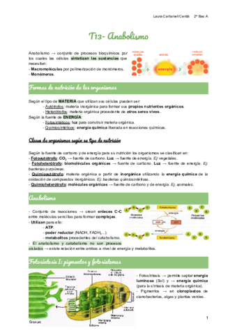 T13-Anabolismo.pdf