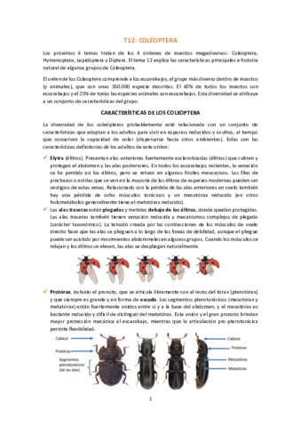 T12-Coleoptera.pdf