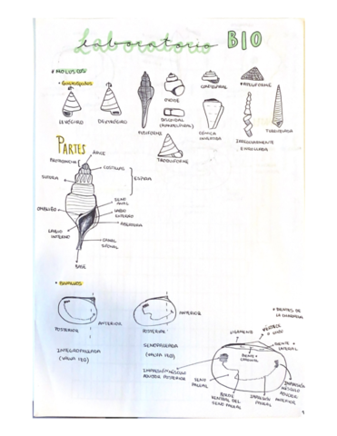 Apuntes-laboratorio-bio.pdf