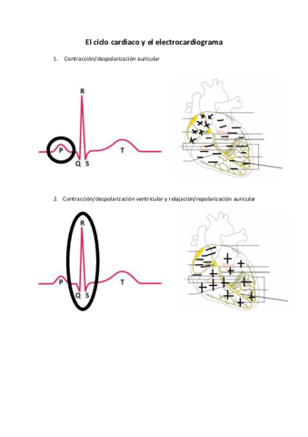 El-ciclo-cardiaco-y-el-electrocardiograma.pdf
