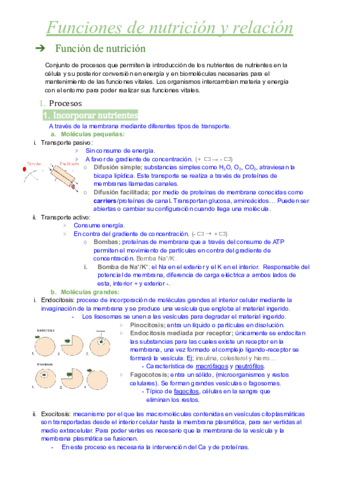 Metabolismo.pdf