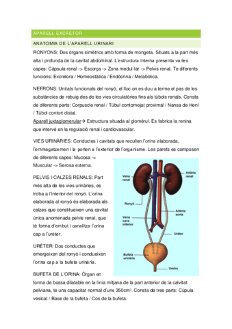 Resum-8-Aparell-excretor.pdf