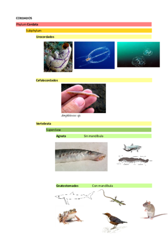 Ficha-vertebrata-zoo.pdf