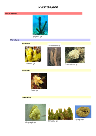 Ficha-zoo-invertebrata.pdf