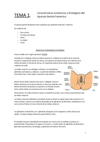 TEMA-1-Aparato-genital-femenino.pdf
